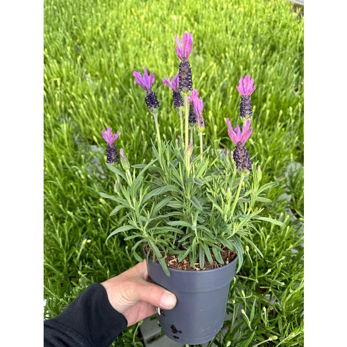 Lavendel Stoechas| Schopflavendel Bella Toscana P10