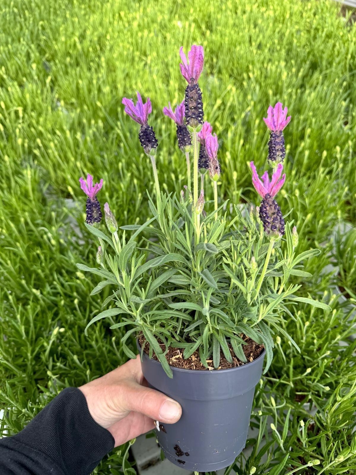 Lavendel Stoechas| Schopflavendel Bella Toscana P10