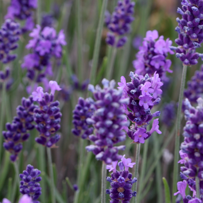 Bio Lavendel | Lavandula angustifolia 'Forever Blue' P12