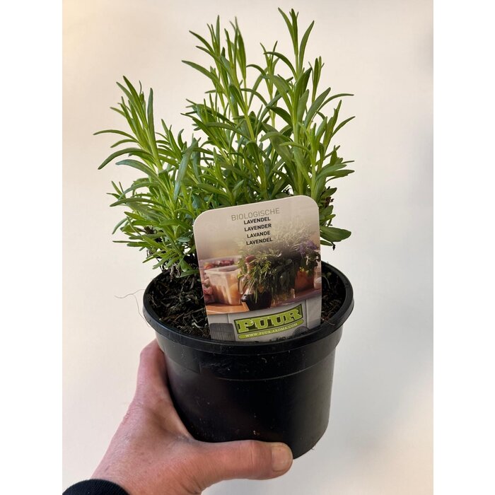 Bio Lavendel | Lavandula angustifolia 'Forever Blue' P12
