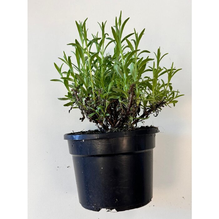 Bio Lavendel | Lavandula angustifolia 'Forever Blue' P12