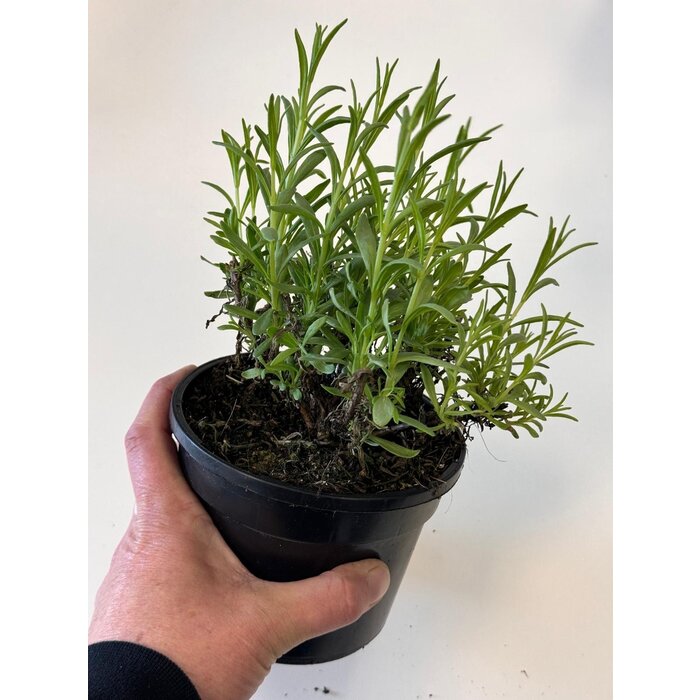 Bio Lavendel | Lavandula angustifolia 'Forever Blue' P12