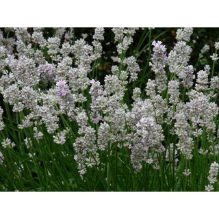 Lavandula angustifolia 'Alba' P12