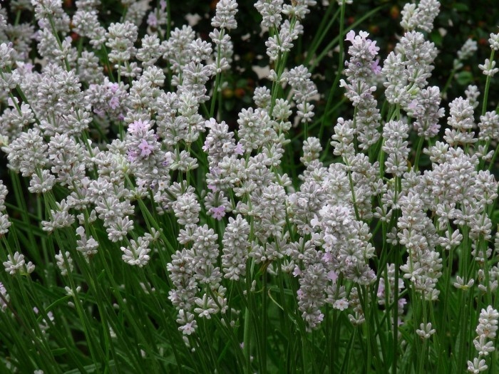 Lavandula angustifolia 'Alba' P9