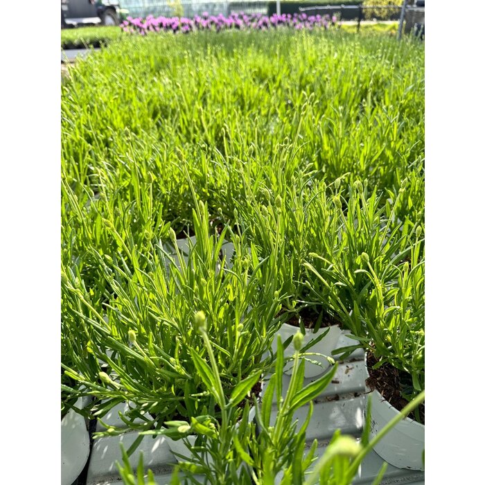 Lavendel | Lavandula angustifolia. 'Aromance white' P12