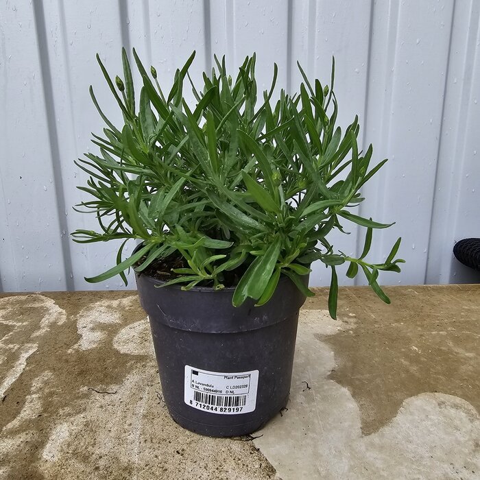 Lavendel | Lavandula angustifolia. 'Hidcote' blau p12