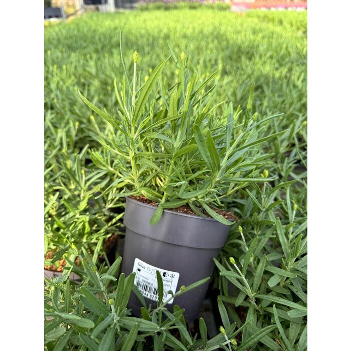 Lavendel | Lavandula angustifolia. 'Hidcote' blau p12