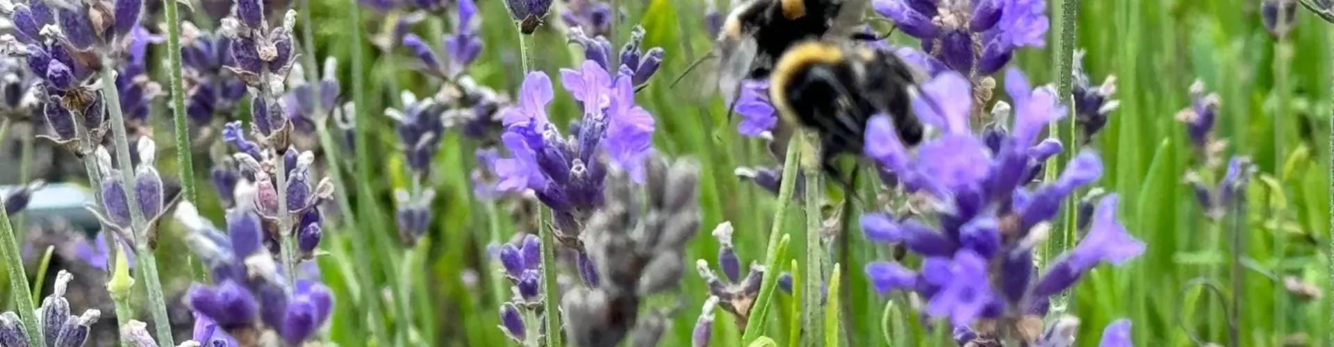 Lavendel-Angebot diese Woche? Lavendelkaufen.de ist immer erschwinglich!
