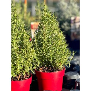Salvia Rosmarinus 'Tree' -  Rosmarin-baum P15