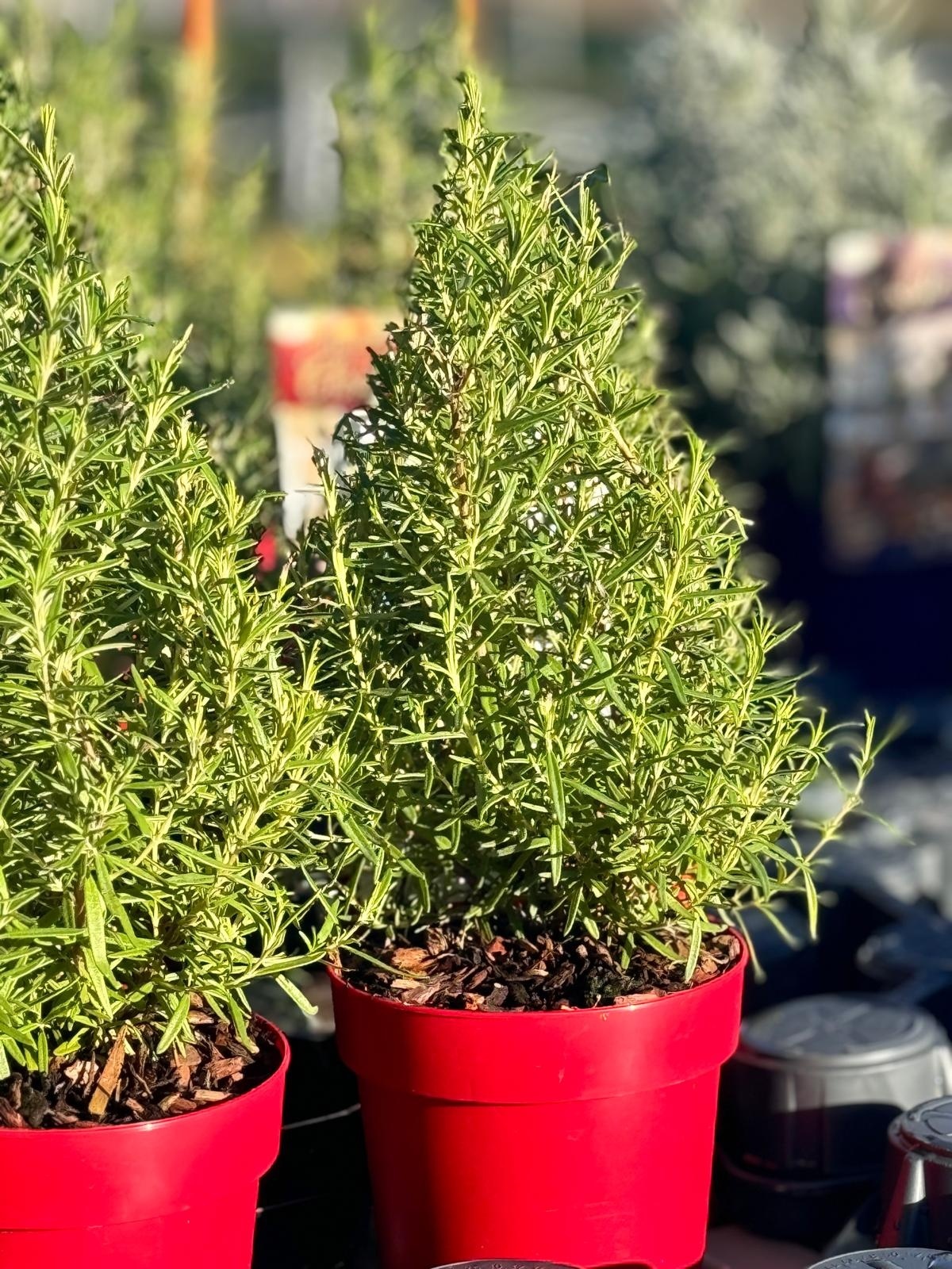 Salvia Rosmarinus 'Tree' -  Rosmarin-baum P15