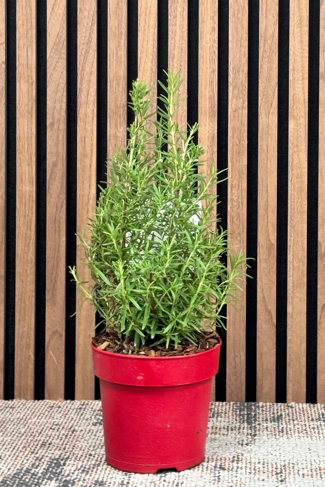 Salvia Rosmarinus 'Tree' -  Rosmarin-baum P15