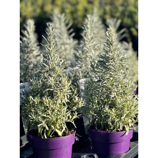 Lavandula angustifolia 'Tree' - Lavendel weihnachtsbäum  P15