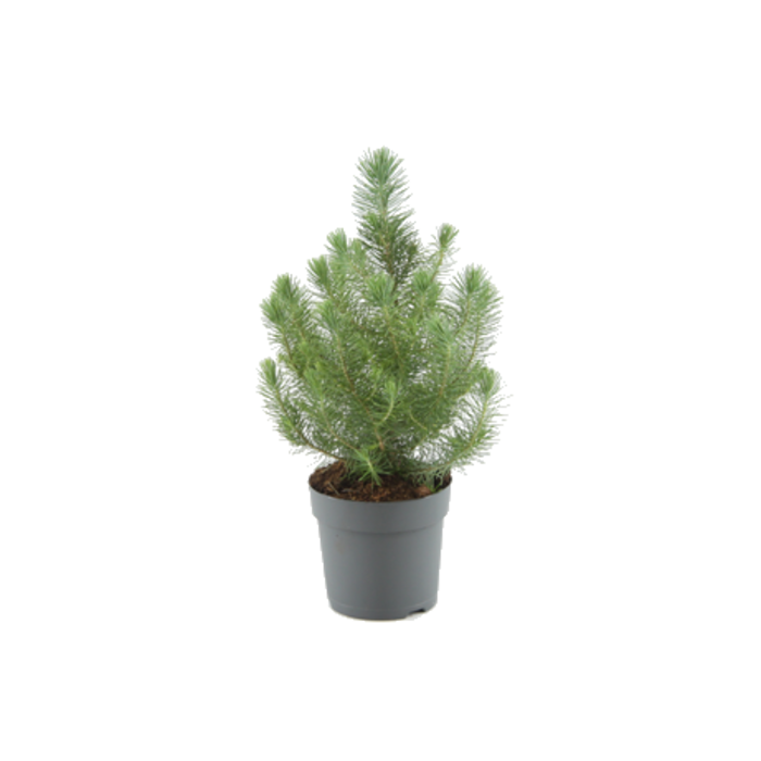 Pinus pinea 'Silver Crest' - Mini-Parasolkiefer P10,5