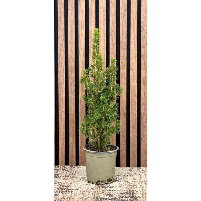 Picea g. 'Conica December' - Zwerg-Fichte P13