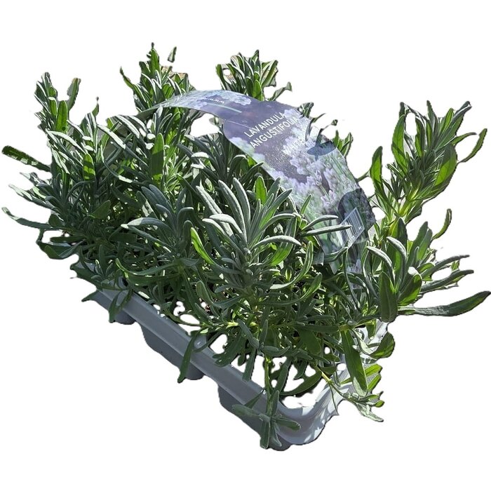Lavendel | Lavandula angustifolia - Weiß 'Fresh from Nature'