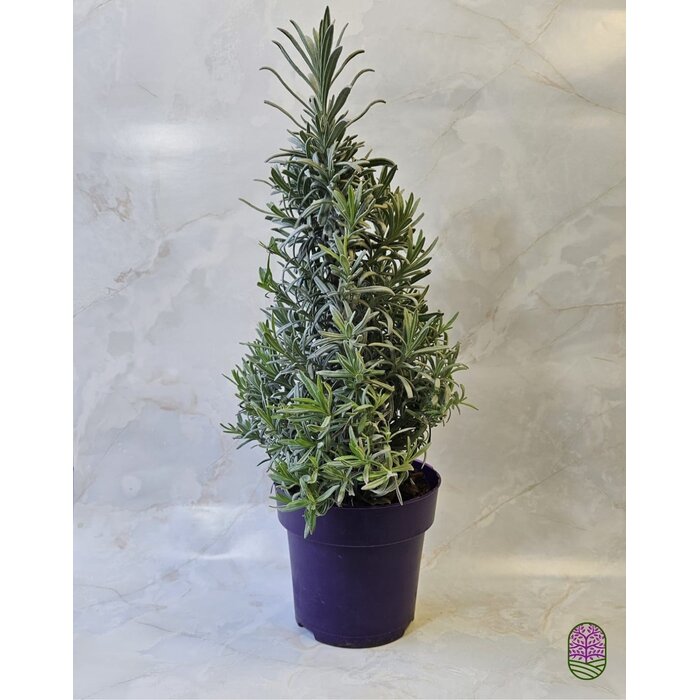 Lavandula angustifolia 'Tree' - Lavendel  P15