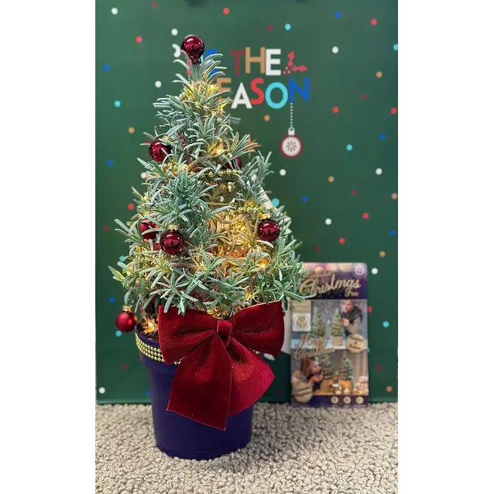 Lavandula angustifolia 'Christmas Tree' - Lavendel  P15