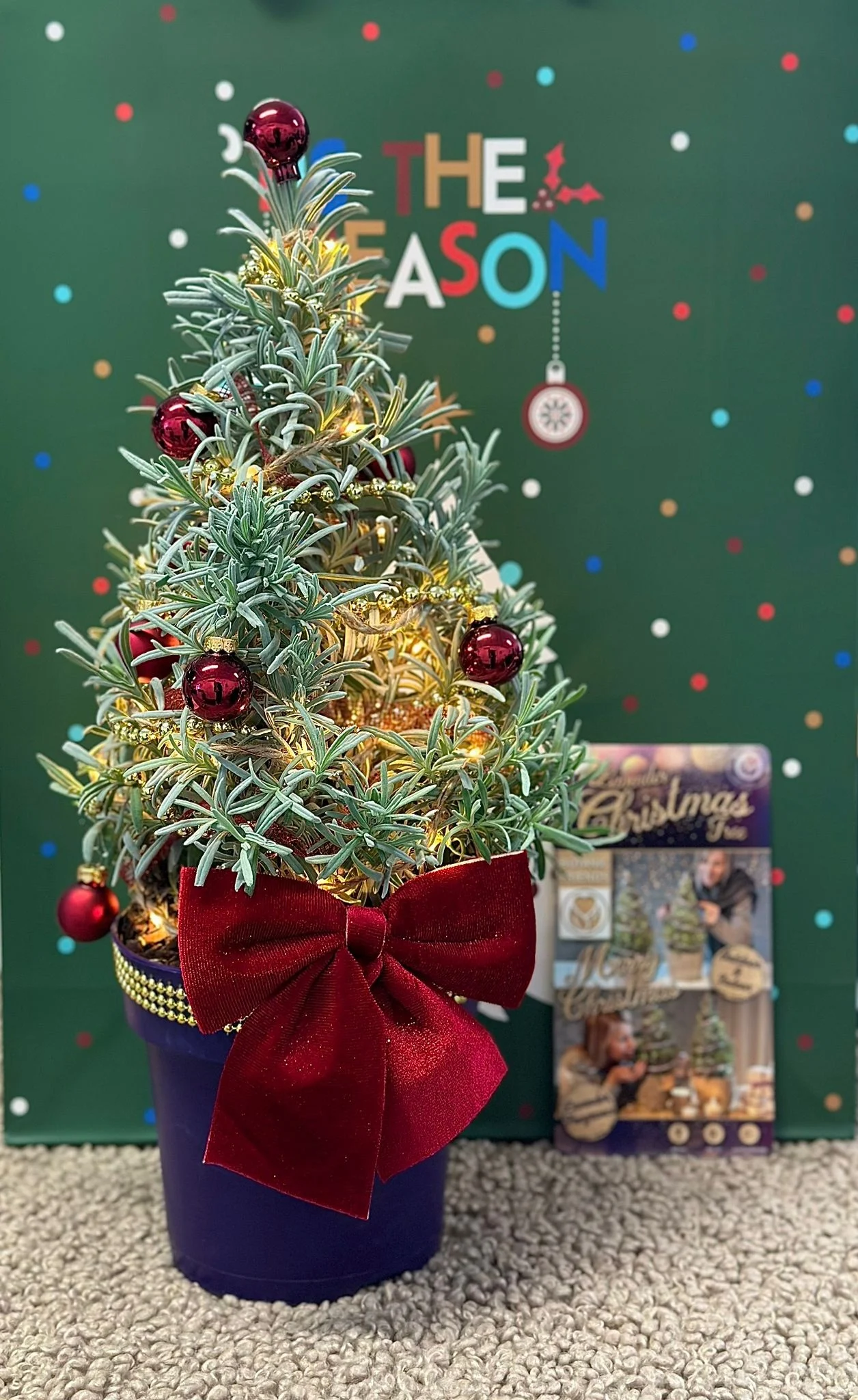 Lavandula angustifolia 'Christmas Tree' - Lavendel  P15