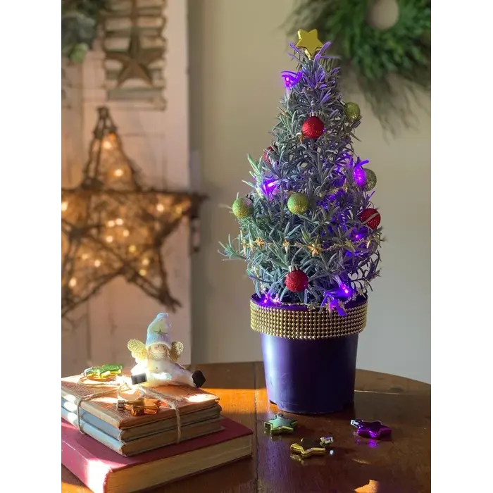 Lavandula angustifolia 'Christmas Tree' - Lavendel  P15