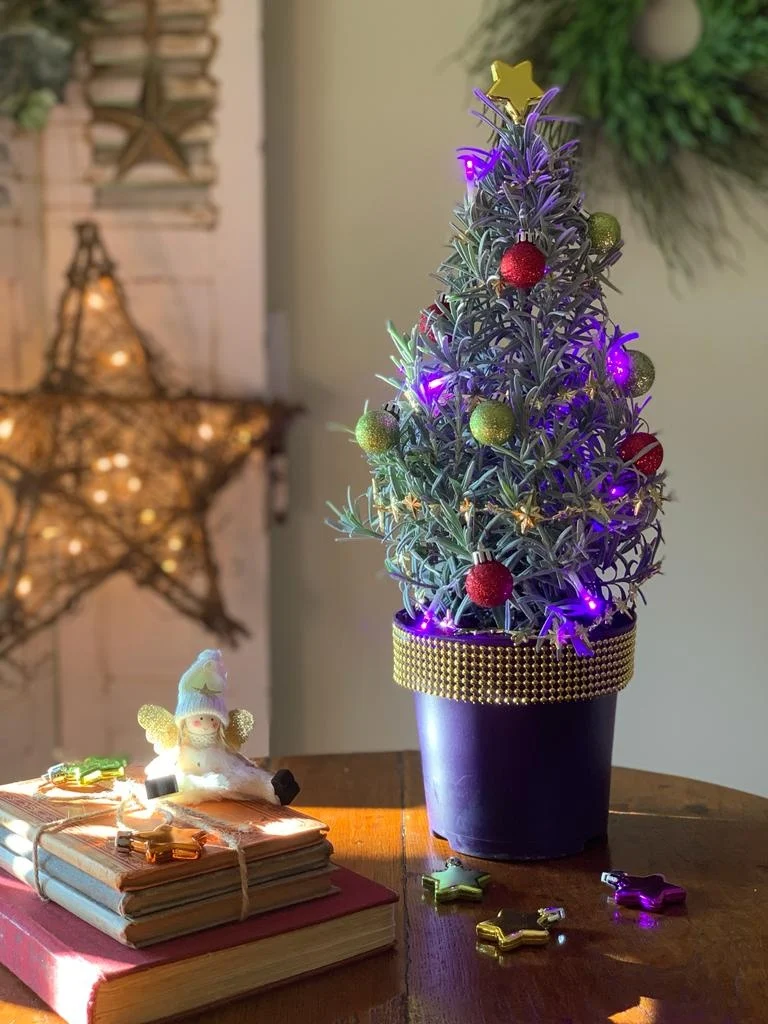 Lavandula angustifolia 'Christmas Tree' - Lavendel  P15