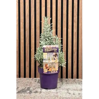 Lavandula angustifolia 'Christmas Tree' - Lavendel  P15