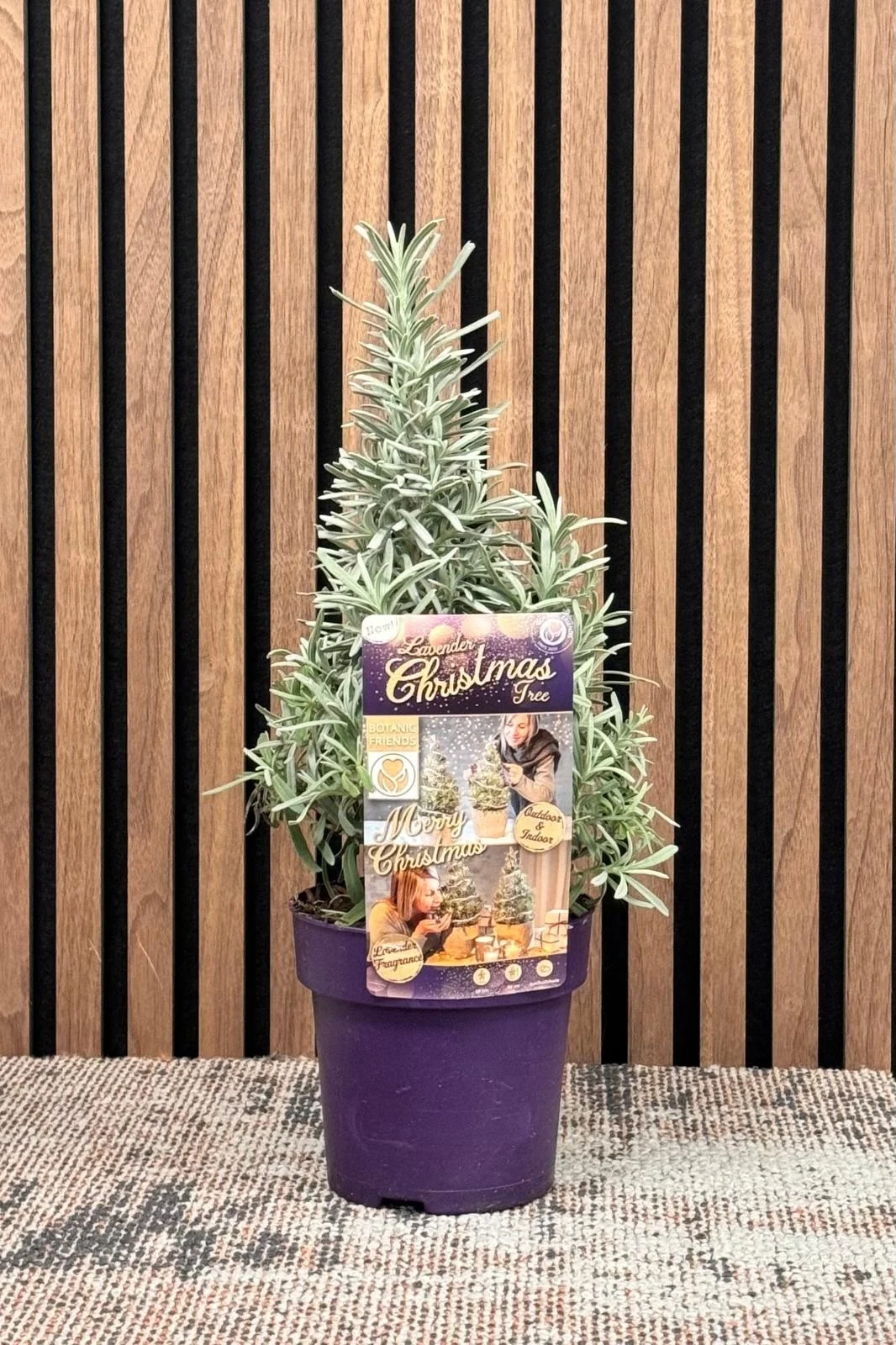 Lavandula angustifolia 'Christmas Tree' - Lavendel  P15