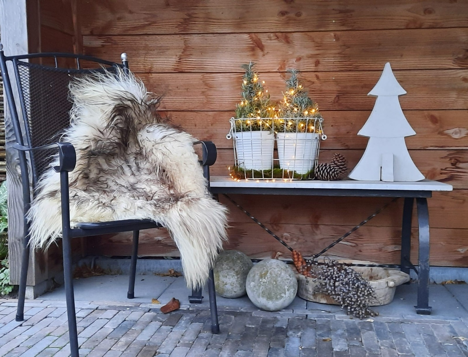 Lavandula angustifolia 'Christmas Tree' - Lavendel  P15