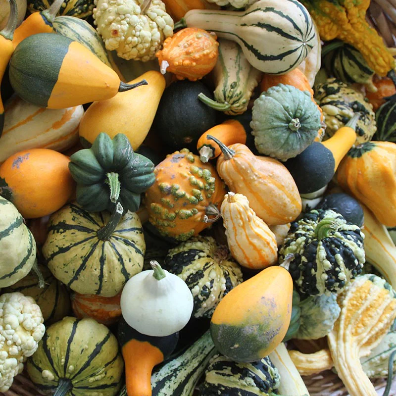 Zierkürbisse