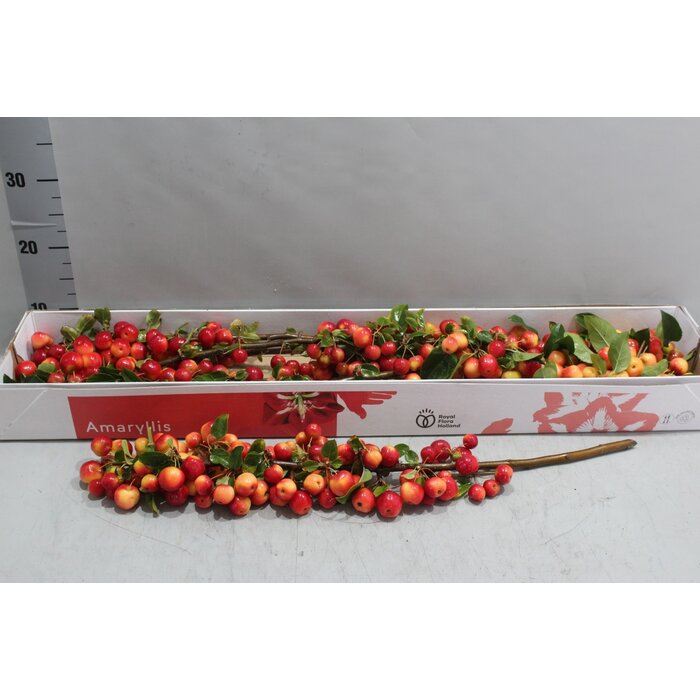 Zweige mit Äpfeln (5 Stück)