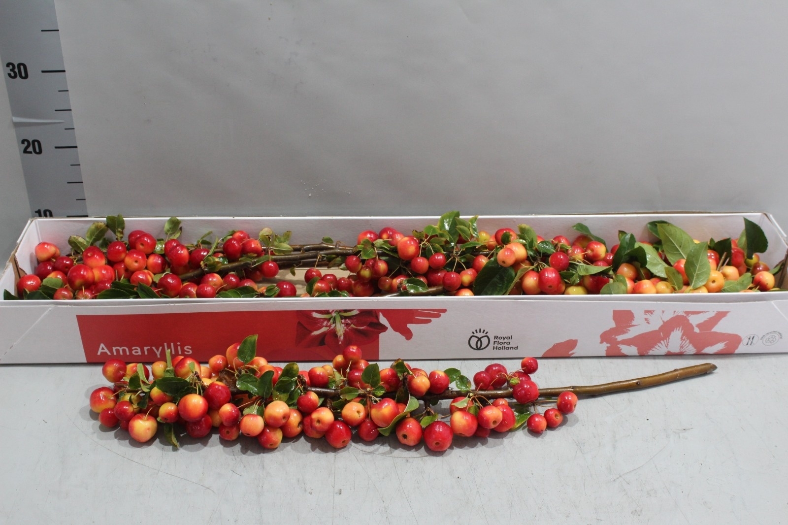 Zweige mit Äpfeln (5 Stück)