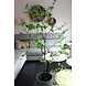 Tropaeolum 150 cm Tropaeolum 150 cm