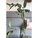 Eucalyphtus Eucalyphtus