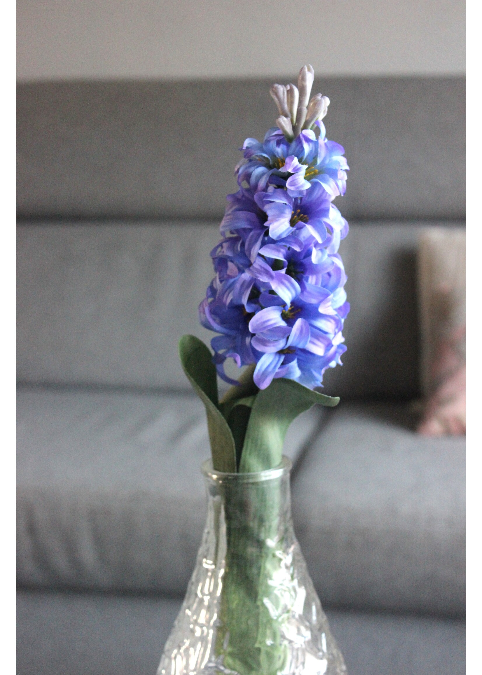 Hyacinth Blauw