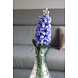 Hyacinth Blauw Hyacinth Blauw