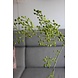 Rozenbotteltak groen 100 cm Rozenbotteltak groen 100 cm