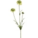 Scabiosa Scabiosa
