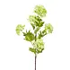 Viburnum Sneeuwbal 80 cm Viburnum Sneeuwbal 80 cm