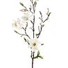 Magnolia Tak 80 cm Wit Magnolia Tak 80 cm Wit