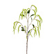 Amaranthus 75 cm Amaranthus 75 cm