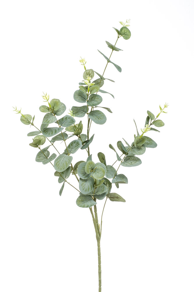 Eucalyphtus Eucalyphtus
