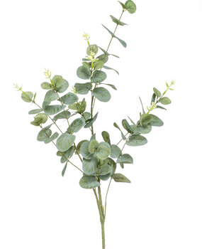 Eucalypthus Eucalypthus