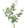 Eucalyphtus Eucalyphtus
