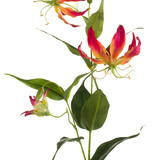 Kunstbloem Gloriosa Kunstbloem Gloriosa