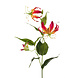 Gloriosa Gloriosa