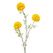 tagetes geel 80 cm tagetes geel 80 cm