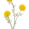 tagetes geel 80 cm tagetes geel 80 cm
