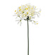 Agapanthus 100 cm wit Agapanthus 100 cm wit