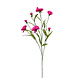 Roze trosanjer Roze trosanjer
