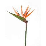 Kunstbloem Strelitzia Kunstbloem Strelitzia