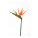 Strelitzia 80 cm Strelitzia 80 cm